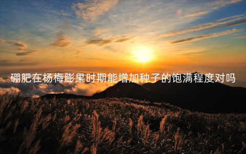 硼肥在杨梅膨果时期能增加种子的饱满程度对吗
