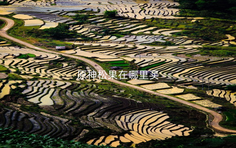 原神松果在哪里买