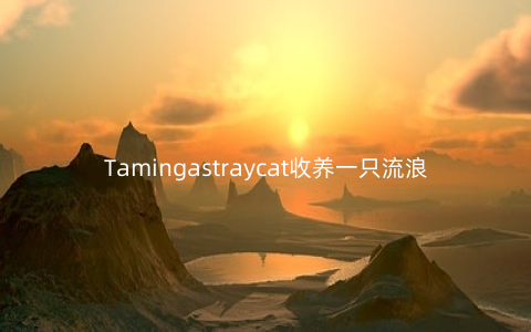 Tamingastraycat收养一只流浪的猫v1.2.2安卓版